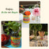 28 Oz, Cento Certified San Marzano Whole Peeled Tomatoes, Canned Plum Tomatoes in Thick Puree with Basil, Grown