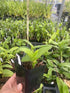 Aloha Hawaii Orchids 4" Dendrobium Burana Green Star Pot