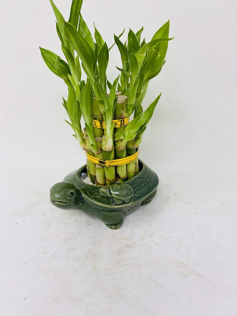 JM BAMBOO 2 Lucky Bamboo Tiered Tower w/Turtle Pot - Unique from Jmbamboo