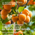 60% (1 LB) Arashan Apricots Seeds - Dried Sweet Raw Apricot Seeds, Natural| BEST Raw & Sweet Apricot Kernels, Directly