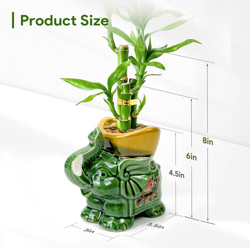 3-Stalk Set 6'' 6'' 8'' Lucky Bamboo with Pebbles in Elephant Gold Ingot Pot Live Plant for Wealth and Prosperity