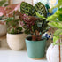 (3PK) 4 Inch Pet Safe Live Prayer Plant Calathea Collection in Pots, Pet Friendly Houseplants, Rattlesnake Plant