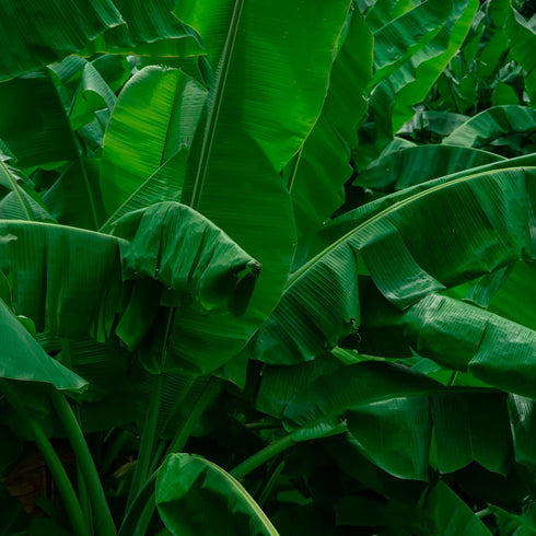 32oz (908g) 2lbs Rani Fresh Banana (Kela) Leaves Approximately ~ All Natural | Vegan | Gluten Friendly | NON-GMO |