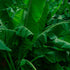 32oz (908g) 2lbs Rani Fresh Banana (Kela) Leaves Approximately ~ All Natural | Vegan | Gluten Friendly | NON-GMO |