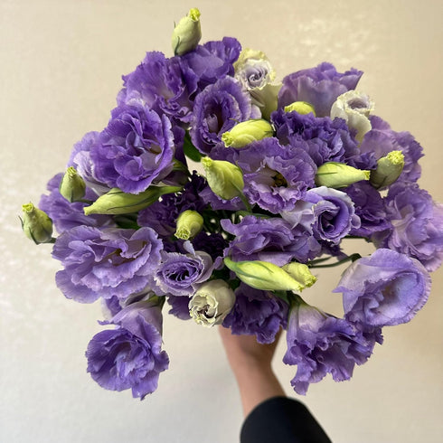 10 Next day delivery Stems Lisianthus Grade Smoked Purple Platycodon Fresh Cut Flowers Bouquet Birthdays Friendship