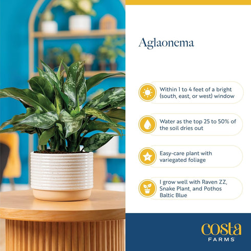 1 Costa Farms Chinese Evergreen, Easy to Grow Live Indoor Plant Aglaonema, Potted Houseplant in Cute Decor Pot