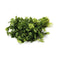 Fresh Produce PRODUCE Cilantro