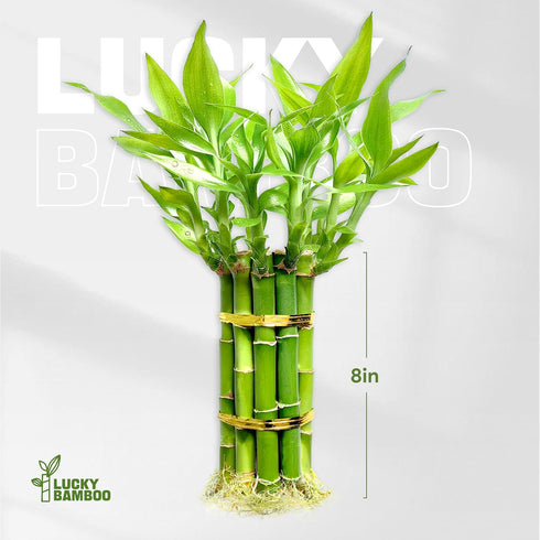 (10 8 Inch) Lucky Bamboo Plants Live Indoor Stalks, - Fresh House Plants for Office Desk, Home Decor, for Positive
