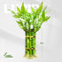 (10 8 Inch) Lucky Bamboo Plants Live Indoor Stalks, - Fresh House Plants for Office Desk, Home Decor, for Positive