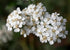 Yarrow Flower Tea, 100% Yarrow Flowers (Achillea Millefolium), All Natural Ayurveda Herb, 1.05oz