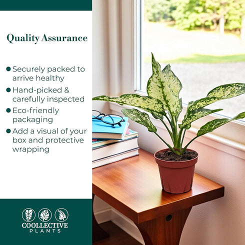 4" Aglaonema Snow White Live Plant in Pot Spring Snow Indoor Houseplant, Pet Friendly, Easy Care, Low Maintenance