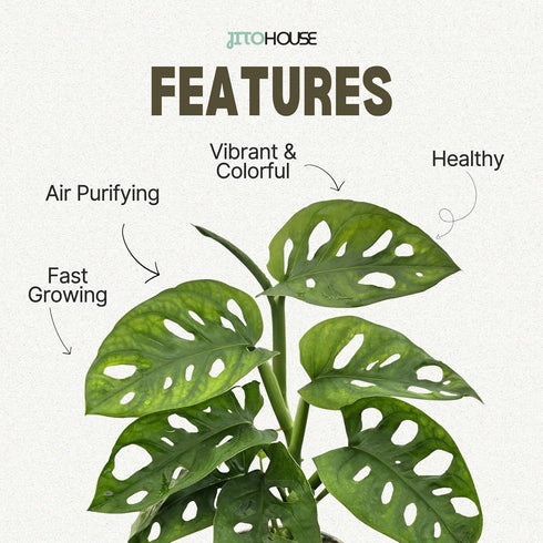 Monstera Adansonii Swiss Cheese - Live Full Size Indoor Plants Houseplants, Air Purifier Indoor Plants | Real Plants