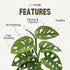 Monstera Adansonii Swiss Cheese - Live Full Size Indoor Plants Houseplants, Air Purifier Indoor Plants | Real Plants