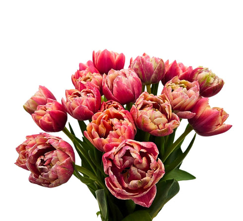 20 KaBloom - Fresh Peony Pink Tulips - Fresh Flowers for Birthday, Valentine's & Mother's Day