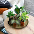 (12PK), Altman Plants Live Houseplants Indoor Plants for Delivery Prime, Live Plants and Gardening Gifts for Plant