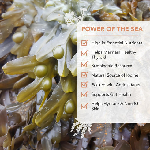 VITAMINSEA Bladderwrack Dried Seaweed | Wild North Atlantic Seaweed for Snacking, Seasoning, Soups, Salads