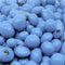 Greek Yogurt Covered Blueberries by It's Delish, 1 lb Bulk Bag Scrumptious