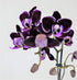 3" Athena's Garden Live Phalaenopsis Orchid Plants, Purple Blooms