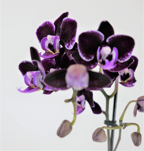 Athena's Garden PA-OPP3P Live Orchid Plant, Purple, Double Spike Phalaenopsis Blooming in Glass Container, Long