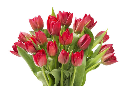 Blooms2Door 20 - Red Tulips without vase(Farm-Fresh Flowers, Cut-to-Order) - Fresh Flowers for Birthday, Valentine's