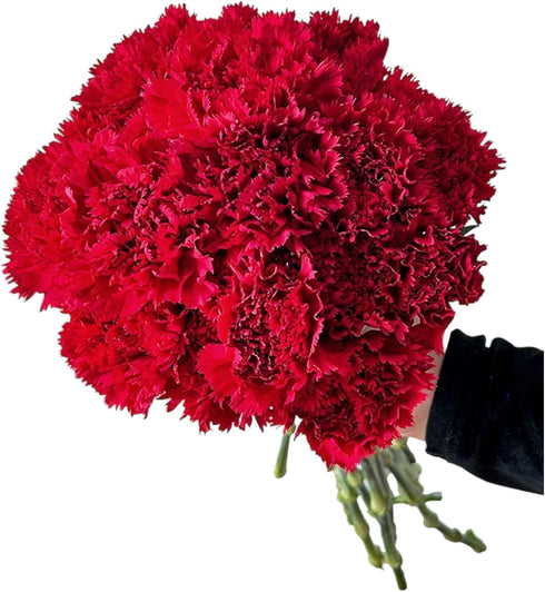 38 Red Carnation Flowers Hydroponic Flower Arrangement Mothers Day Gift Home Decor Birthday Anniversary Healing