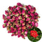 TooGet Natural Red Rose Buds, Organic Dried Flowers, Culinary Food Grade - 8 OZ