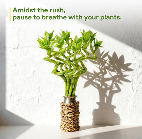 10 8 Inch Fresh Lucky Bamboo Stalks Spiral Style Live Plant - for Home Office Decor, Feng Shui & Good Fortune