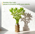 10 8 Inch Fresh Lucky Bamboo Stalks Spiral Style Live Plant - for Home Office Decor, Feng Shui & Good Fortune