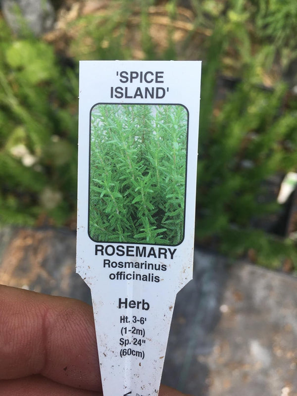 4 inch (5 Count) Rosemary Plants Spice Island in Cups