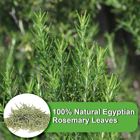 36 1.5g/bag FullChea - Rosemary Tea Bags, Teabags, - Premium Dried Rosemary Leaves - Cultivated From Egypt - Non-GMO