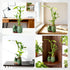 3-Stalk (26 18) Set Lucky Bamboo + Live Indoor Plant Elephant & Pineapple Ceramic Pot with Pebble Bag