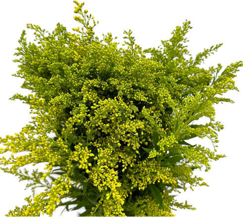 20 Vibrant Solidago Carzan Glory Bouquets for Home Decor & Special Occasions