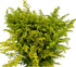 20 Vibrant Solidago Carzan Glory Bouquets for Home Decor & Special Occasions