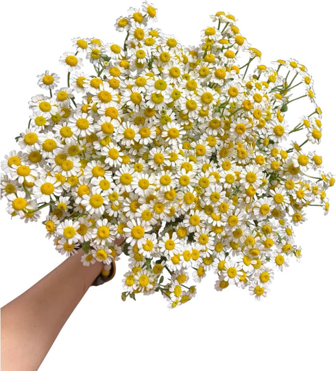 15 Stems Chamomile Daisy Fresh Cut Flowers Perfect for Home Decor Birthdays