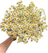 15 Stems Chamomile Daisy Fresh Cut Flowers Perfect for Home Decor Birthdays