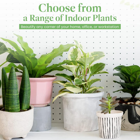 6-Inch American Plant Exchange Cast Iron Plant Live Potted Evergreen, Low-Maintenance Hardy Houseplant