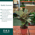 6 CoollectivePlants Calathea Makoyana Live Indoor Plant in Grower Pot, Easy Care Tropical Houseplant, Low Maintenance