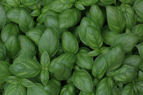 Generic 3.5 Live Sweet Basil Plant Edible Culinary Herbs in Pot, Fragrant and Fast-Growing, Great for Kitchen Gardens