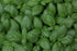 Generic 3 Pack 3 3.5" Live Sweet Basil Plant Edible Culinary Herbs in Pot, Fragrant and Fast-Growing, Great for Kitchen