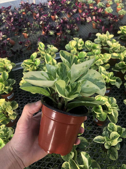 Generic (4") Peperomia Marble ~ Live houseplant ~ Obtusifolia Marble ~ Variegated