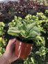 Generic (4") Peperomia Marble ~ Live houseplant ~ Obtusifolia Marble ~ Variegated