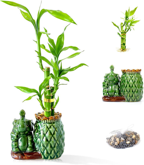 Lucky Bamboo 3-Stalk Set with Pebbles in Elephant Pineapple Pot 6'' 6''
