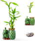 Lucky Bamboo 3-Stalk Set with Pebbles in Elephant Pineapple Pot 6'' 6''