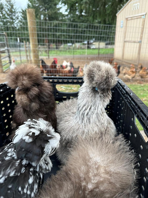 Generic (3) SILKIE HATCHING EGGS FRIZZLE SHOW GIRL SATIN