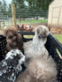 Generic (3) SILKIE HATCHING EGGS FRIZZLE SHOW GIRL SATIN