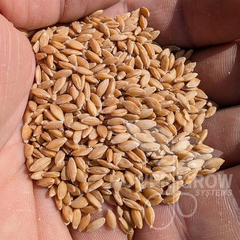 PowerGrow Systems 100% (5 5 Einkorn Wheat Berries - Certified Organic Einkorn Whole Wheat Grain pounds) by (Einkorn