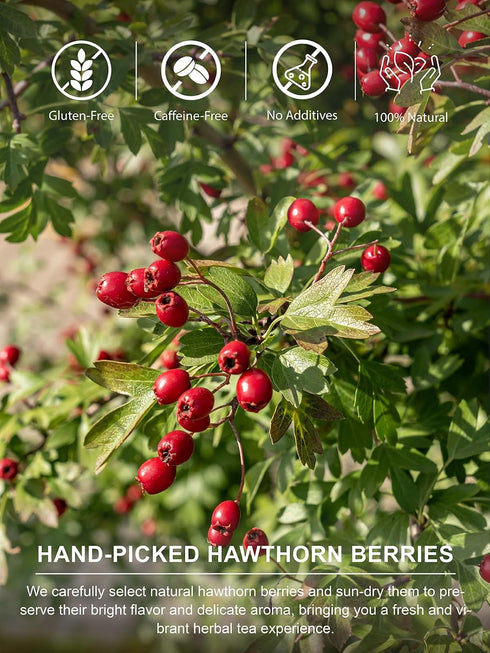 100 Count, TeeLux Hawthorn Berry Tea Bags Natural Premium Hawthorn Berries Herbal Tea, Tangy Flavor and Aroma, Caffeine