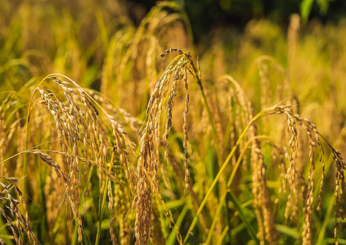 10 Food to Live - Organic Brown Basmati Rice, Pounds - Non-GMO, Whole Grain, Long-Grain Rice Variety, Fragrant, Kosher