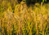 10 Food to Live - Organic Brown Basmati Rice, Pounds - Non-GMO, Whole Grain, Long-Grain Rice Variety, Fragrant, Kosher