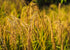 3 Food to Live - Organic Brown Basmati Rice, Pounds Non-GMO, Whole Grain, Long-Grain Rice Variety, Fragrant, Kosher